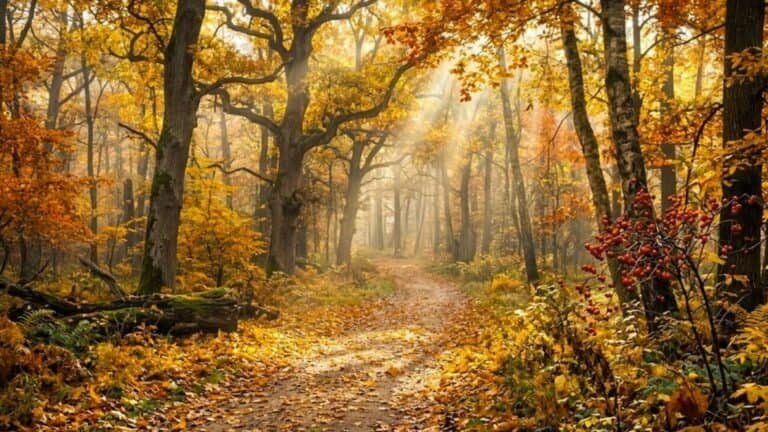 Golden Autumn Forest Path